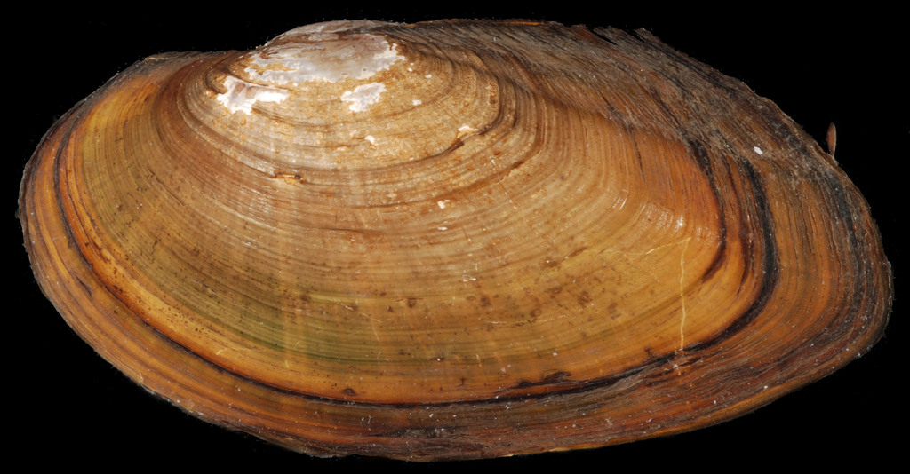 Alewife Floater