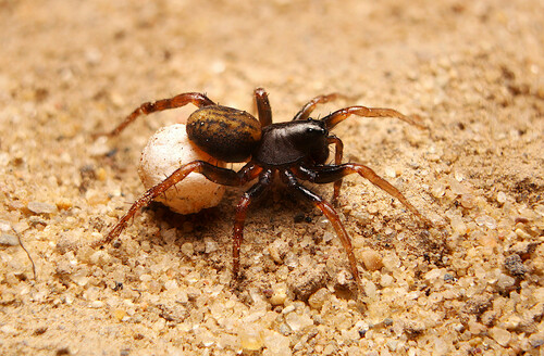 Allocosa funerea