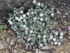 Euploca confertifolia