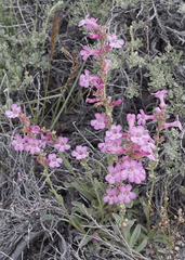 Penstemon confusus