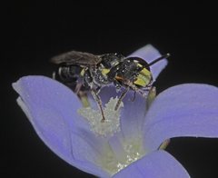 Hylaeus quadriceps