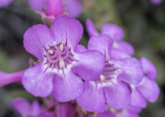 Penstemon confusus