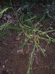 Vachellia collinsii