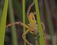 Neosparassus patellatus
