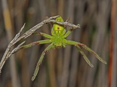 Neosparassus patellatus