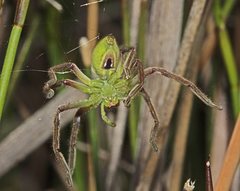 Neosparassus patellatus