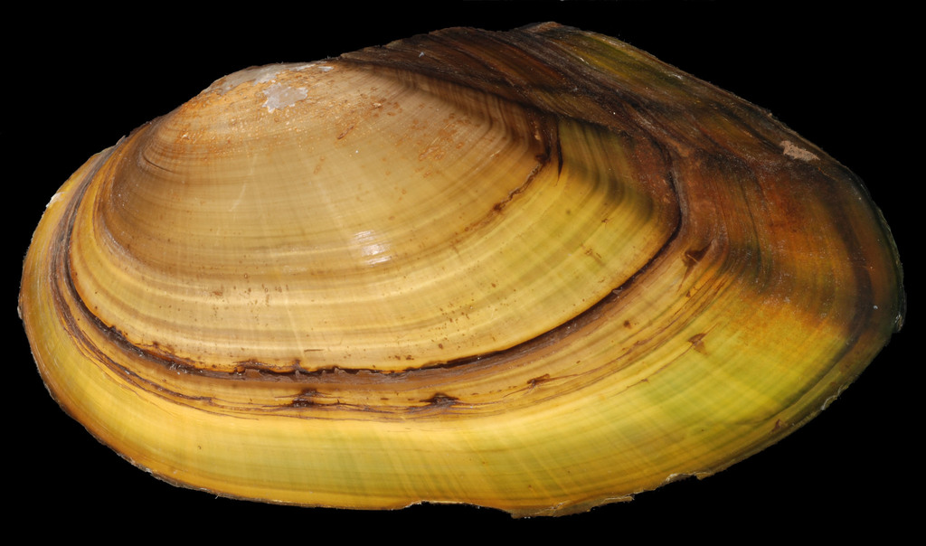 Eastern Floater