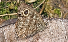 Ypthima fasciata