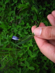 Sisyrinchium idahoense