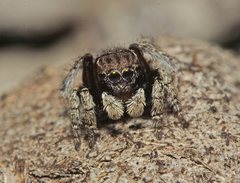 Maratus vespertilio