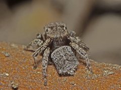 Maratus vespertilio