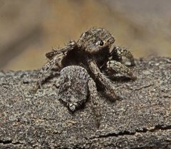 Maratus vespertilio