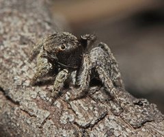 Maratus vespertilio