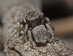 Maratus vespertilio