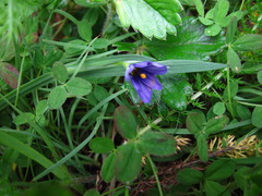 Sisyrinchium idahoense
