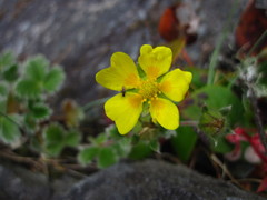 Potentilla villosa