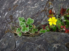 Potentilla villosa