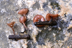 Sclerotinia sulcata