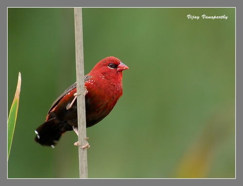 Red Avadavat (Amandava amandava), photo 6