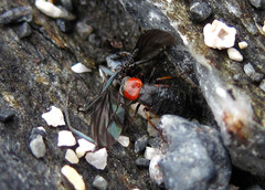 Endeodes collaris