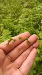 Carex echinodes