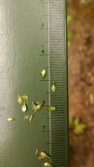 Carex echinodes