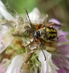 Typocerus octonotatus