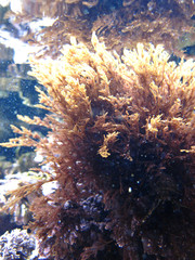 Microcladia borealis