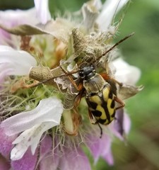 Typocerus octonotatus