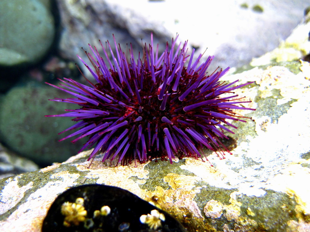 Sea urchin - Wikipedia