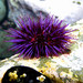 Pacific Purple Sea Urchin - Photo (c) Robby Deans, some rights reserved (CC BY-NC), uploaded by Robby Deans