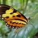Mariposas Alas de Tigre - Photo (c) alessandradalia, algunos derechos reservados (CC BY-SA), subido por alessandradalia