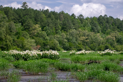 Hymenocallis coronaria