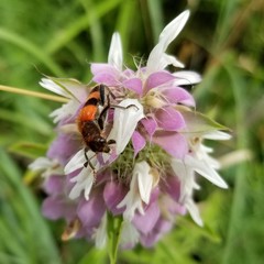 Trichodes bibalteatus