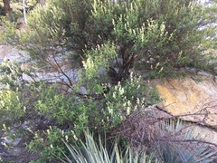 Ceanothus integerrimus macrothyrsus