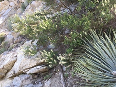 Ceanothus integerrimus macrothyrsus