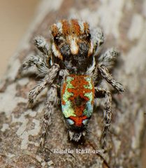 Maratus calcitrans