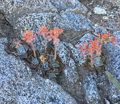 Dudleya cymosa pumila