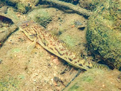 River Goby photo 2