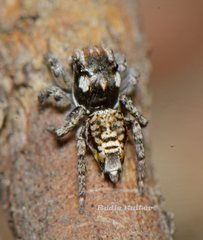 Maratus plumosus