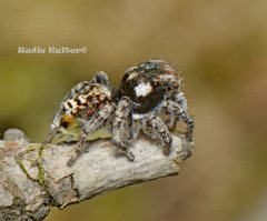 Maratus plumosus