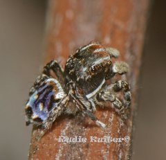 Maratus harrisi