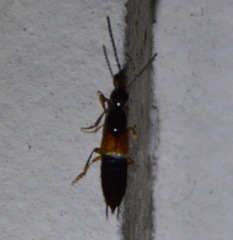 Philonthus rufulus