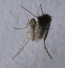 Tanypodinae