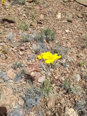 Thelesperma subnudum