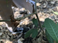 Melucha quadrivittis