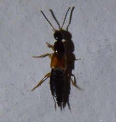 Philonthus rufulus