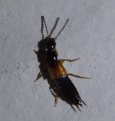 Philonthus rufulus