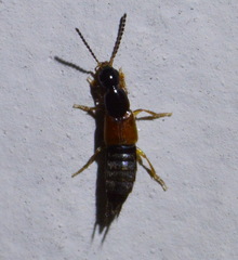 Philonthus rufulus