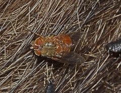 Calliphora ochracea